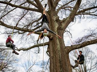  Outdoors tree climbing demonstration with three students hanging on a tree, one upside-down
